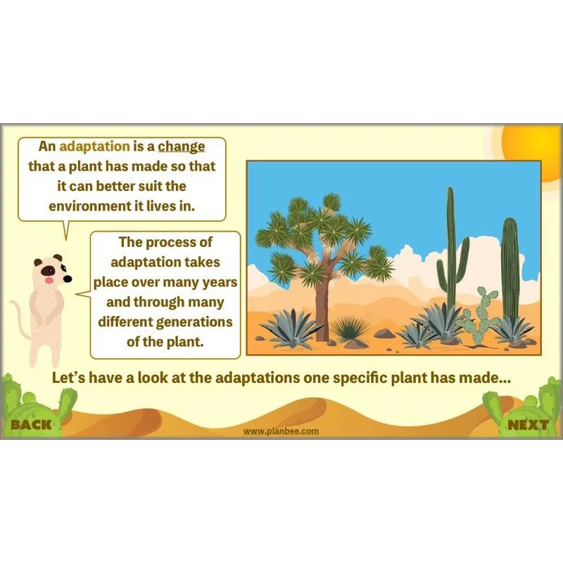 Desert Life