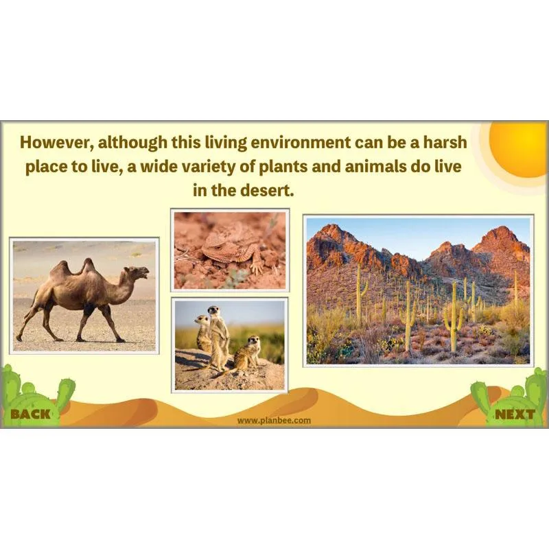 Desert Life