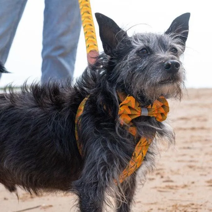 Fireworks Dog Bow Tie